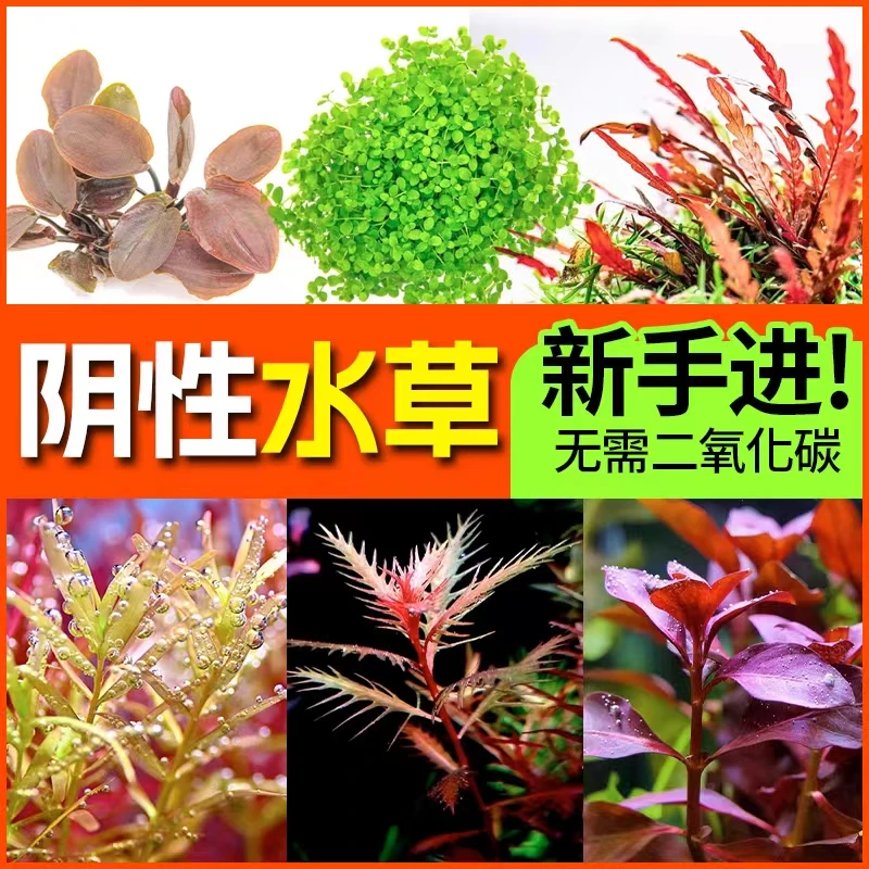 阴性水草植物水下叶前景无碳草缸造景莫斯矮珍珠草红色椒草鱼缸