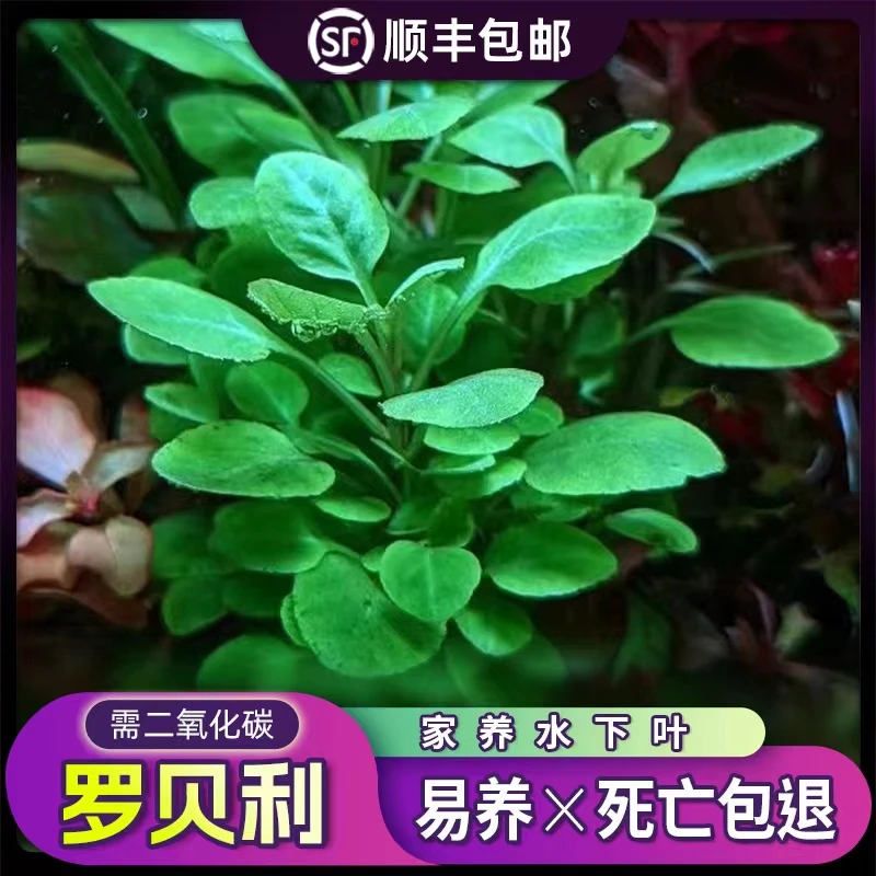 罗贝力水下叶荷兰阴性淡水活体水草鱼缸造景水培植物懒人增氧套餐