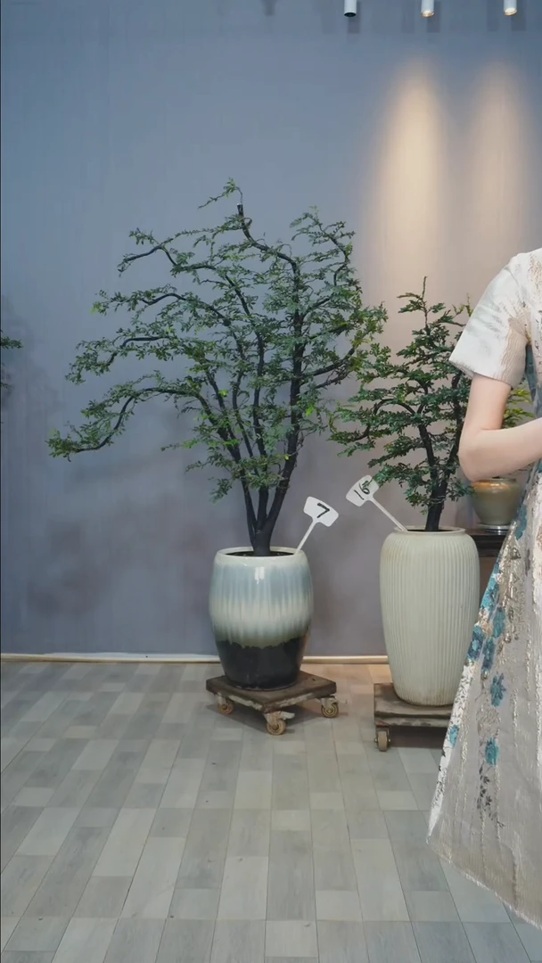 【闪购商品】黑骨茶7号