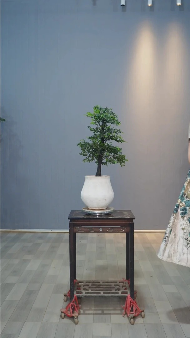 【闪购商品】黑骨茶桌面款