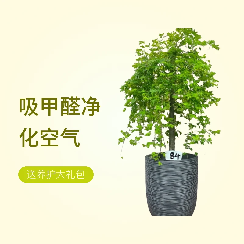 高级设计款流泉枫 阳台室内室外客厅种植庭苑别墅地栽 耐寒大绿植