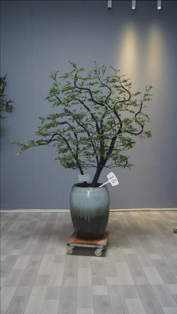 【闪购商品】黑骨茶