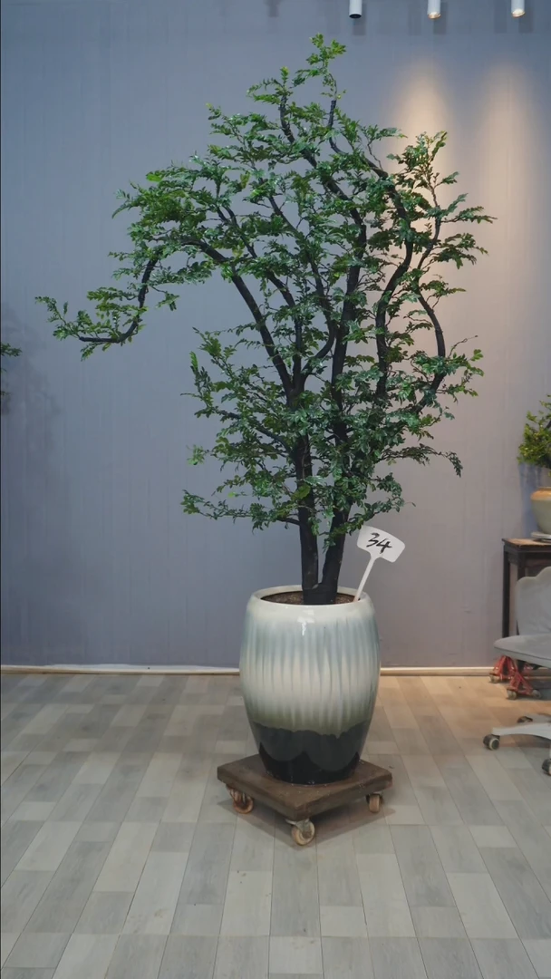 【闪购商品】黑骨茶