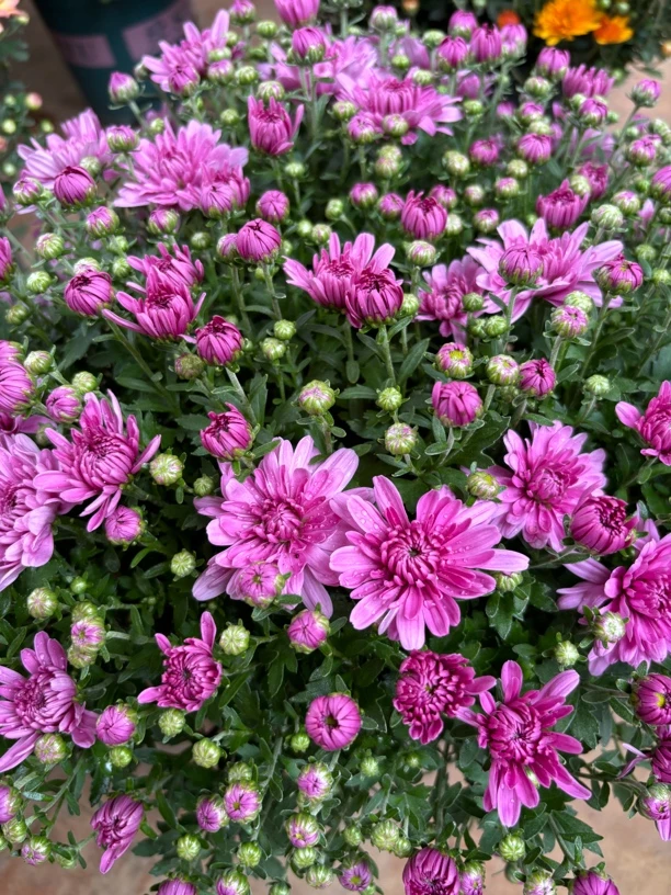 全开千头菊 (不售后)