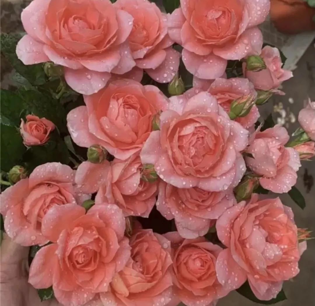 【破晓】粉色大花浓香丰花一盆多颗月季阳台庭院四季趣味养植