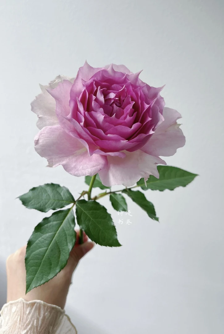 【天方夜谭】浓香 一盆多颗 月季四季开花大花庭院露台花卉盆栽灌木