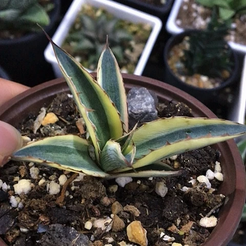 满9.9包邮龙蛇兰多肉096