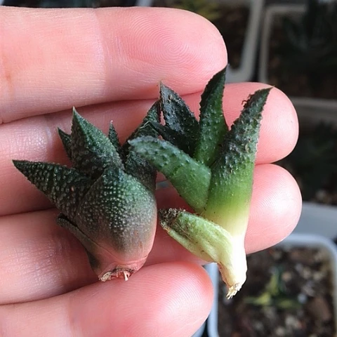 木立龙鳞哥斯拉硬叶
