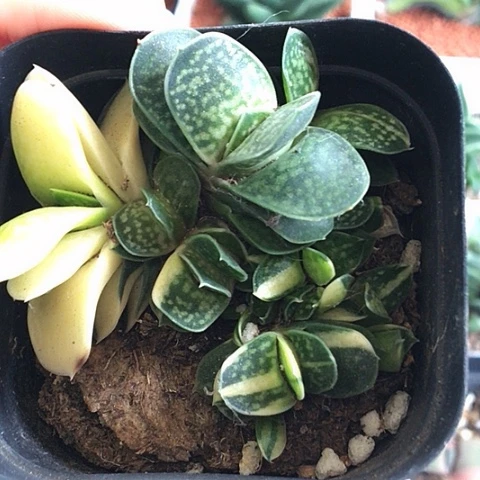 群生蜗牛锦带盆包邮送到家010