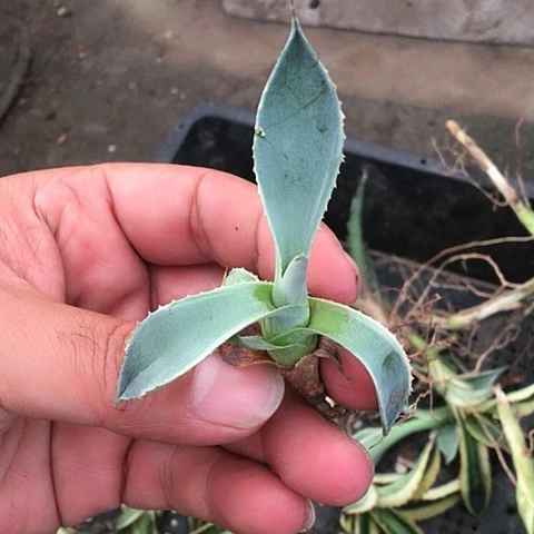 满9.9包邮龙蛇兰051