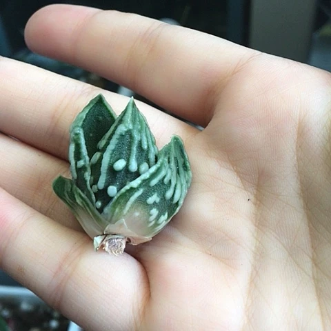 达摩泪珠包邮哈哈哈哈多肉789