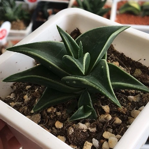 白折芦荟母本带3侧牙带盆