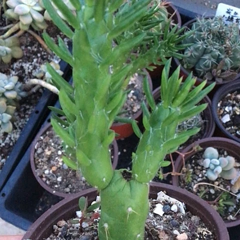 满9.9包邮多肉多多069