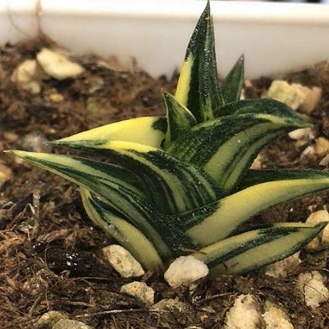 三角龙城锦带盆021