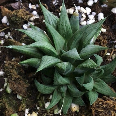 重金属乐队母本带侧牙一起