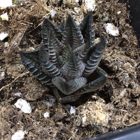 满9.9包邮白马硬叶077