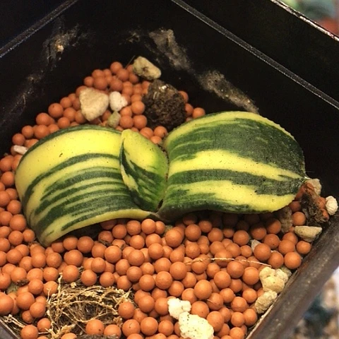 实生蜗牛锦带盆发货010