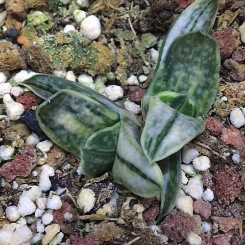 满9.9包邮蜗牛白锦069