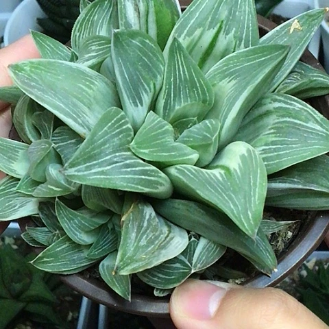 寿锦带盆包邮送到家135