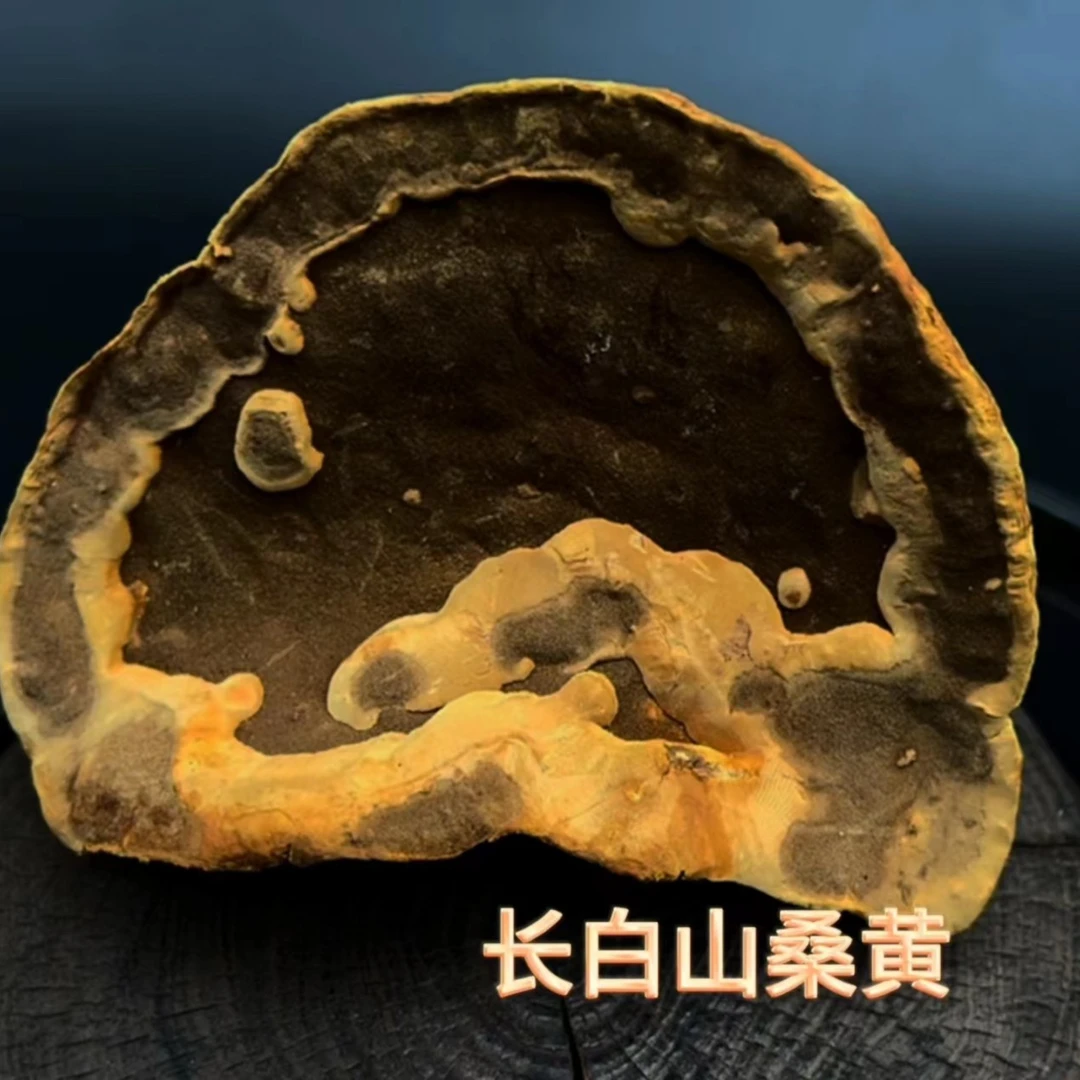 桑黄 长白山桑黄 吉林桑黄