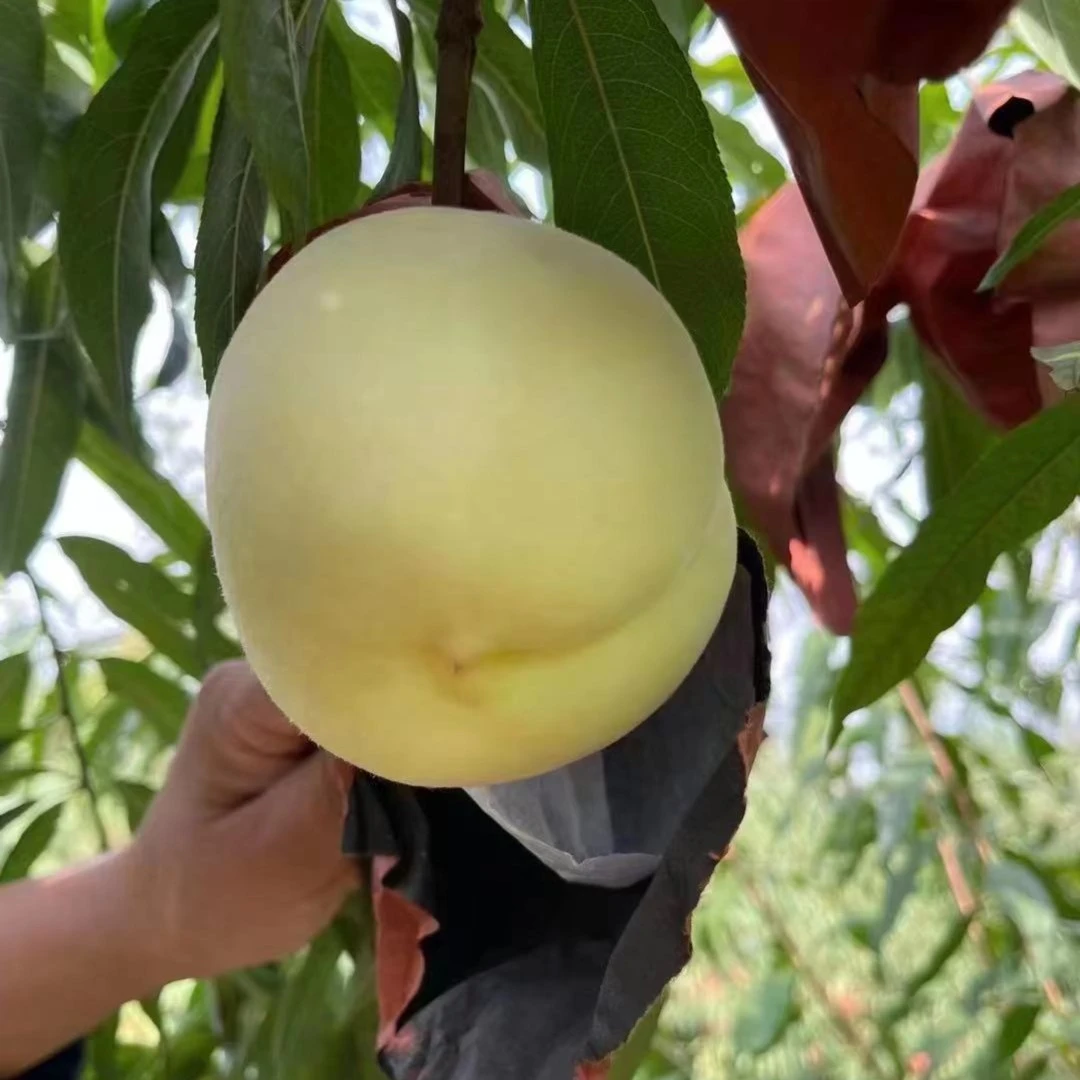 N新到好吃的丑桃（份/5斤装）仅限太原六城区榆次可拍