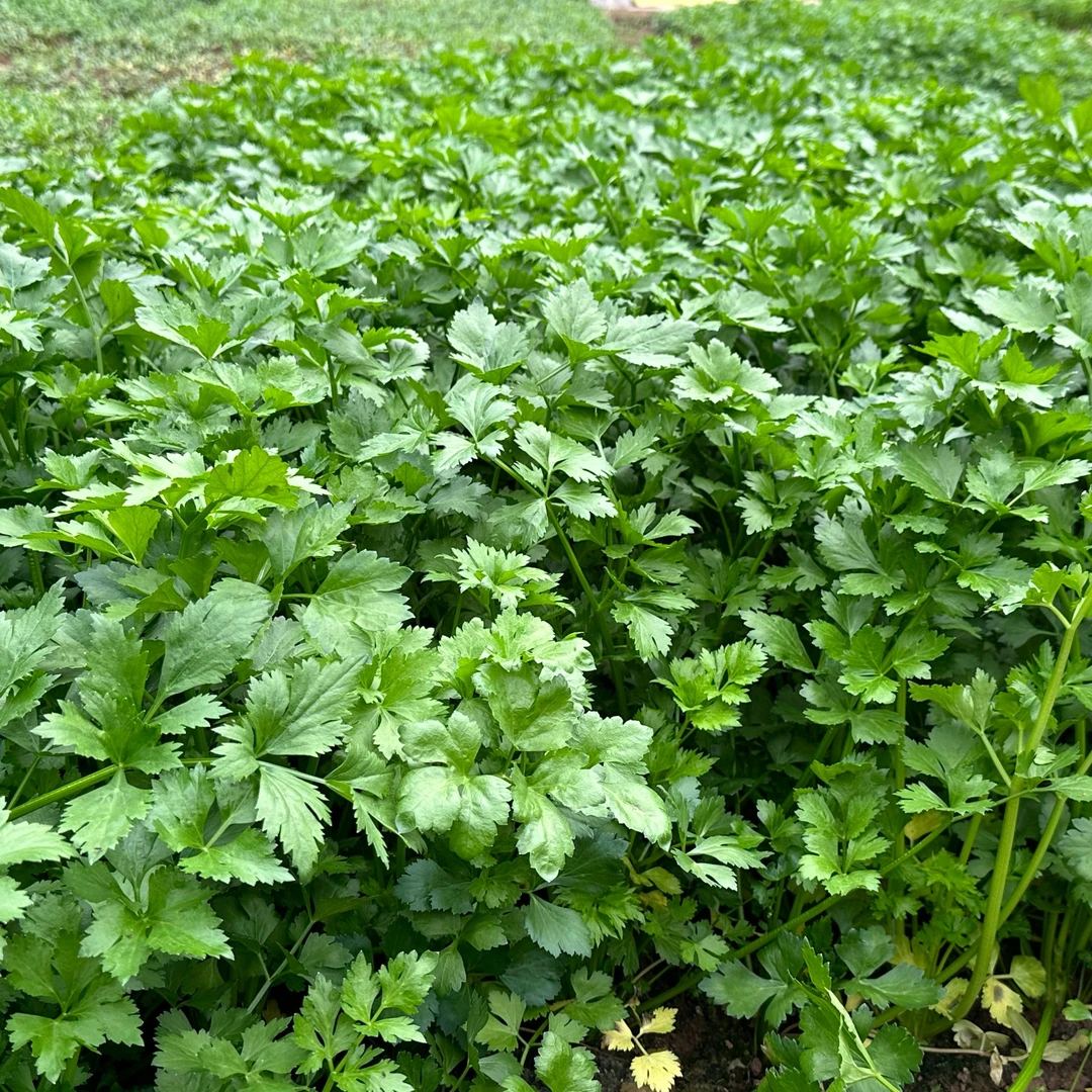 微姐【本地农家香芹脆嫩香味浓】