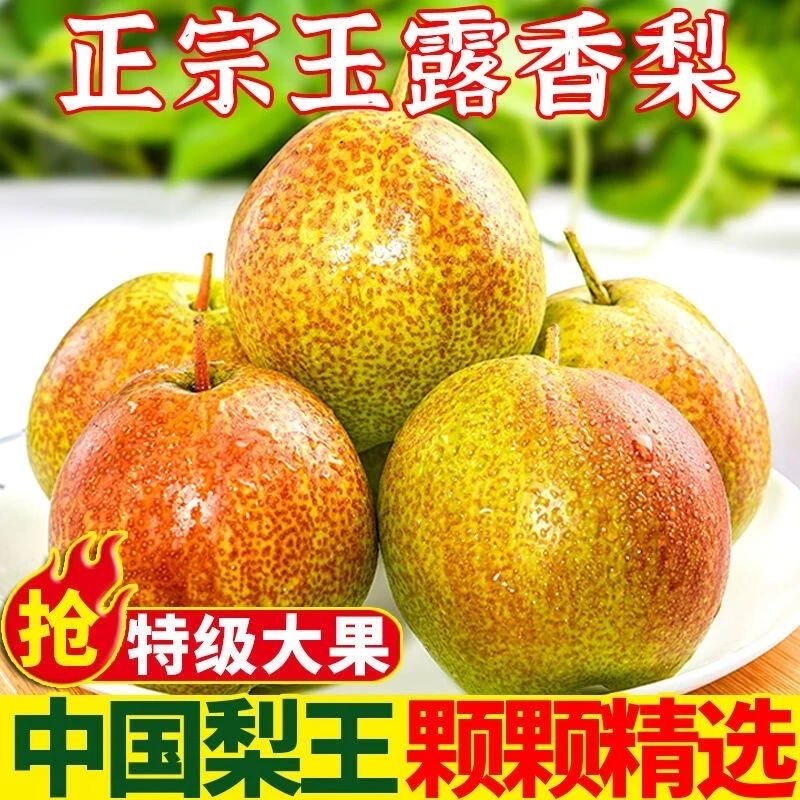 山西正宗玉露香梨当季新鲜水果净重5斤整箱皮薄甘甜爽口 当天发货