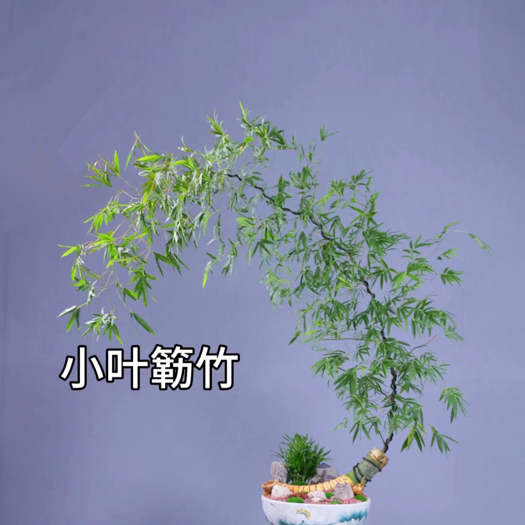 小叶簕竹竹根生桩一物一拍，私拍按价位随机发，不bao活靠个人养护！