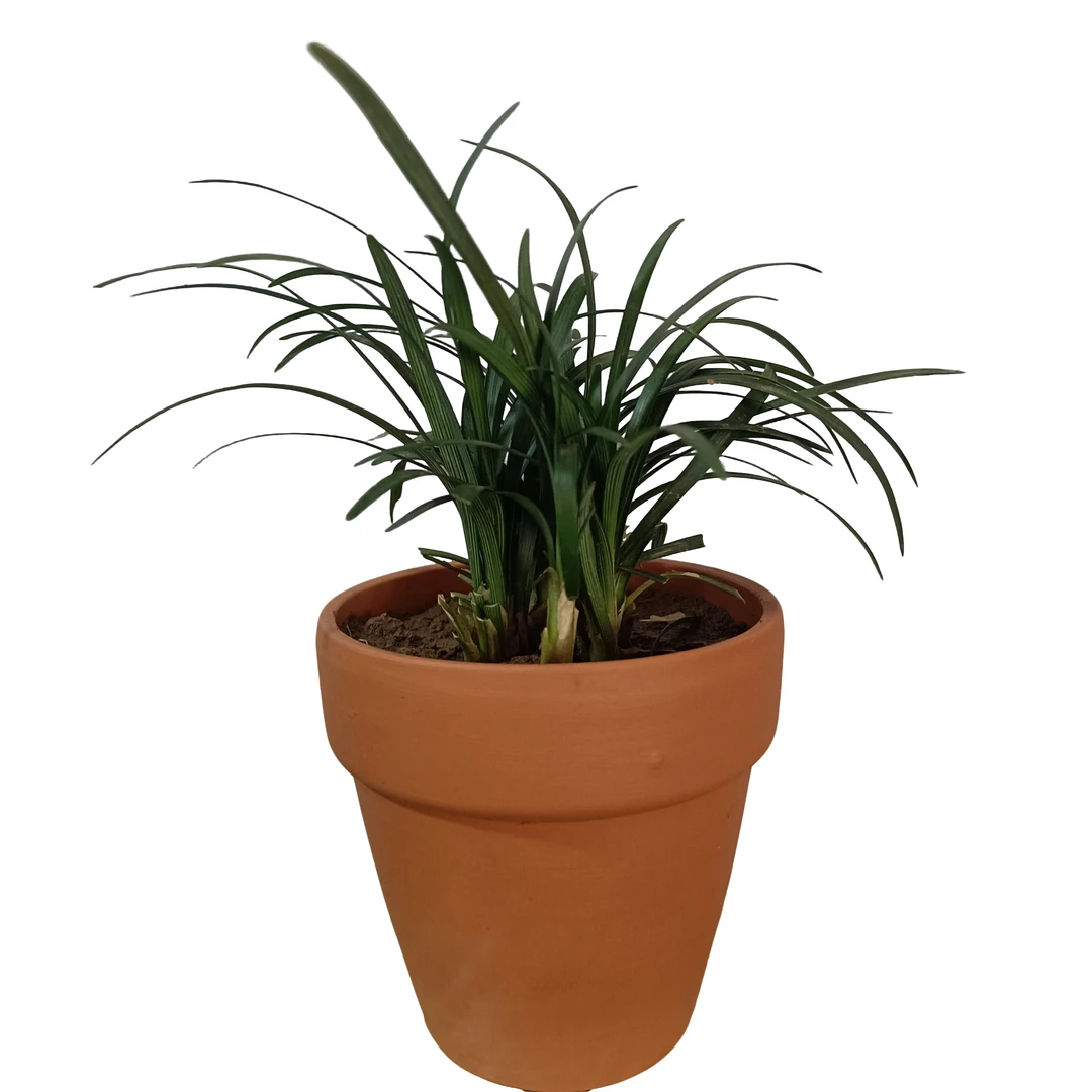 玉龙草(常绿植物盆口大约3-6厘米)茶台植物零下十度勿拍