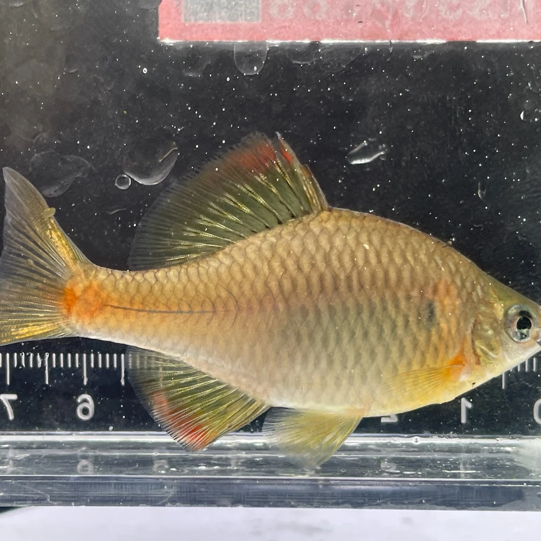 黄石台鳑鮍 冷水鱼具