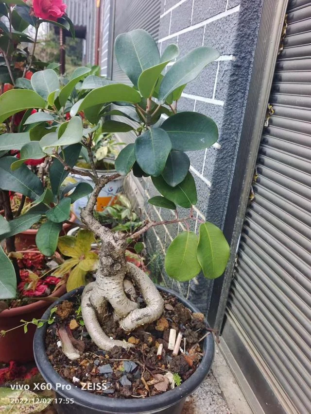 榕树【直播间一物一拍】