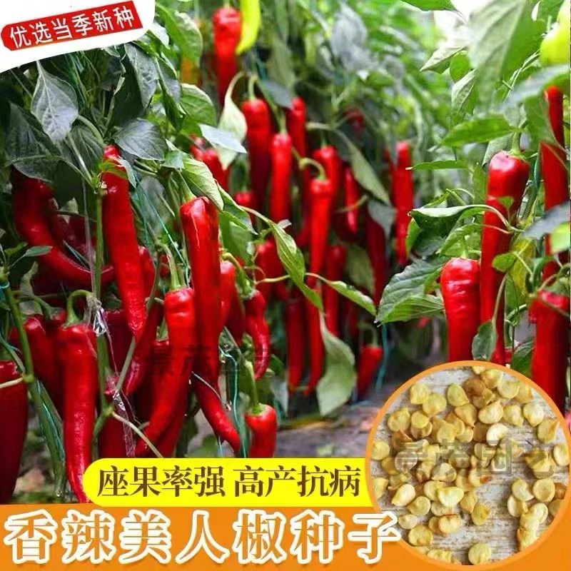 【5包仅1块】香辣美人椒种子红辣椒种子剁椒四季播辣椒籽超长辣椒