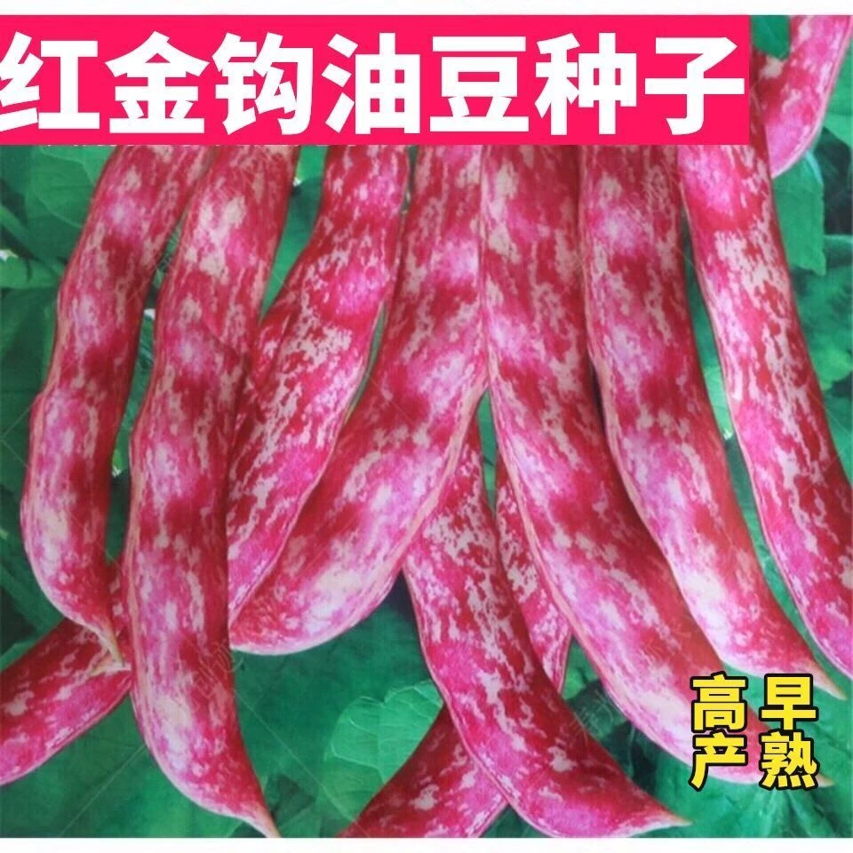 【5包仅1块】红金钩豆角种子高产四季播种春秋架豆东北油豆角种籽