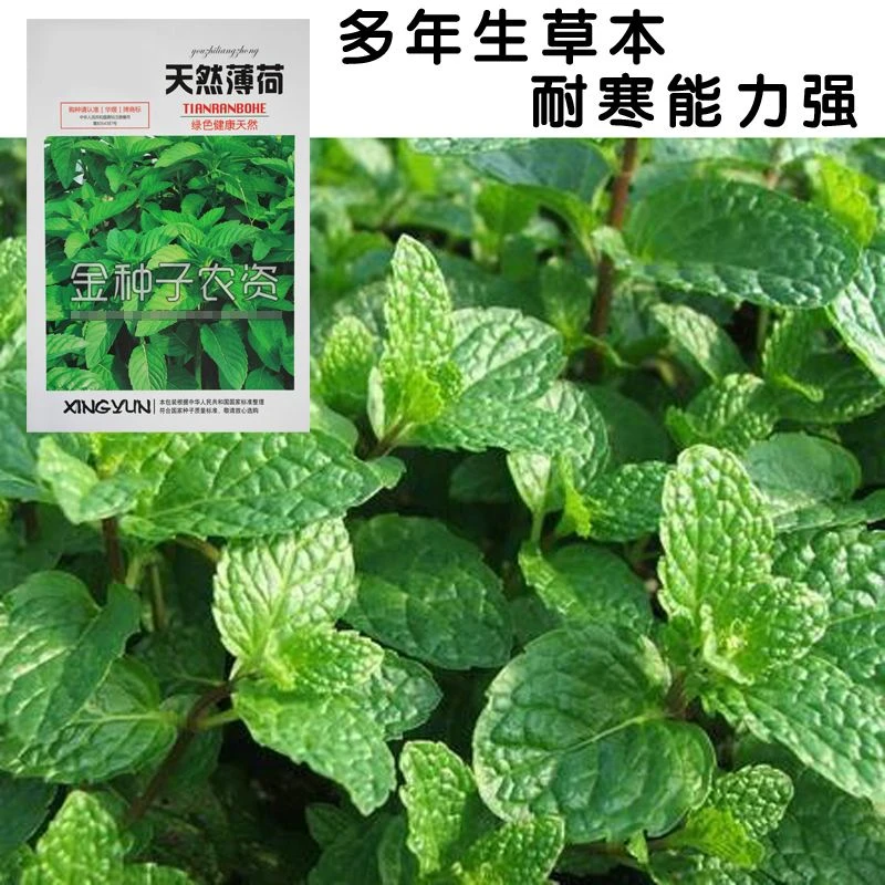 【5包仅1块】华煜天然薄荷 可食用薄荷种子柠檬薄荷阳台盆栽 播香