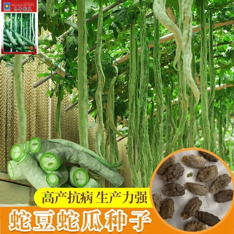 【5包仅1块】特长蛇豆种子春夏秋四季播种蛇瓜种籽观赏食用蛇豆角