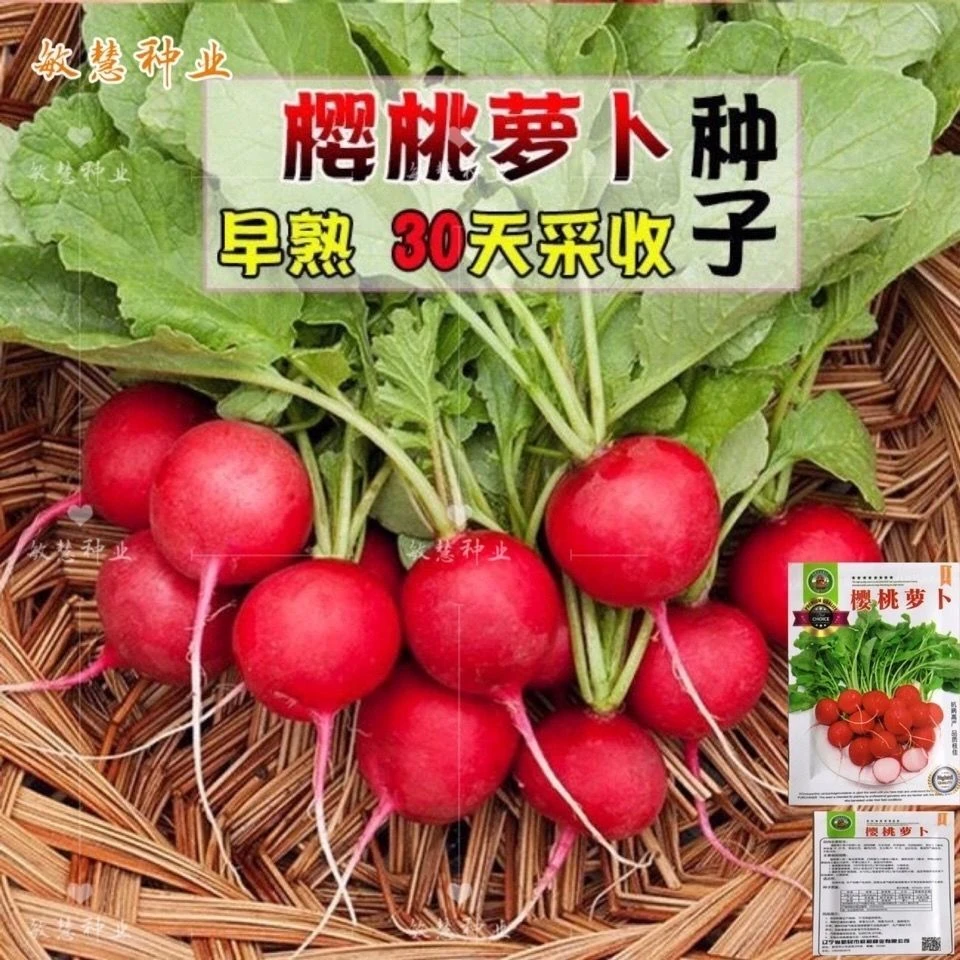 【5包仅1块】早熟易种樱桃萝卜种子迷你萝卜四季阳台种植蔬菜种子