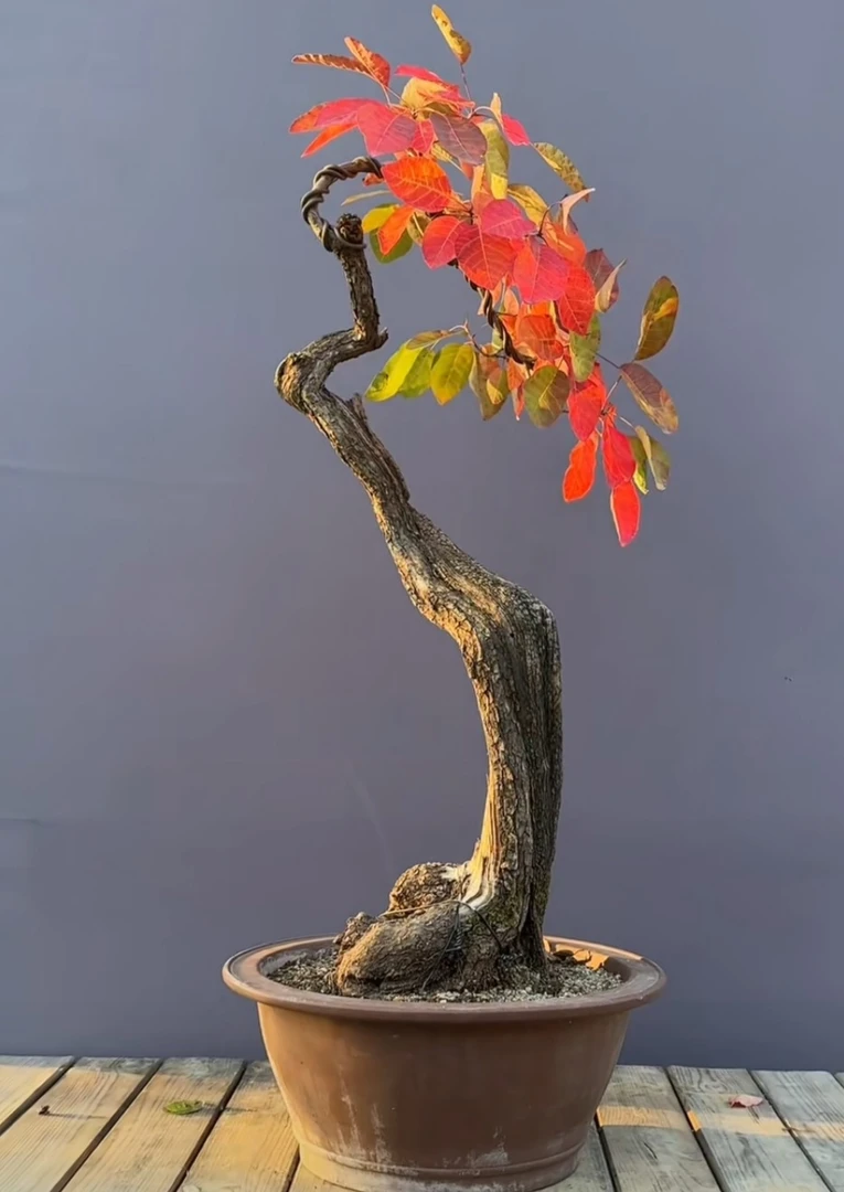 晓晨盆景园艺,一物一拍《京东发货不包邮)介意勿拍》