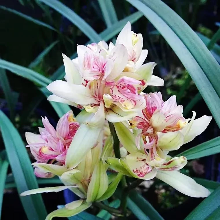 富山奇蝶带5花高档兰花建兰室内花卉绿植盆栽