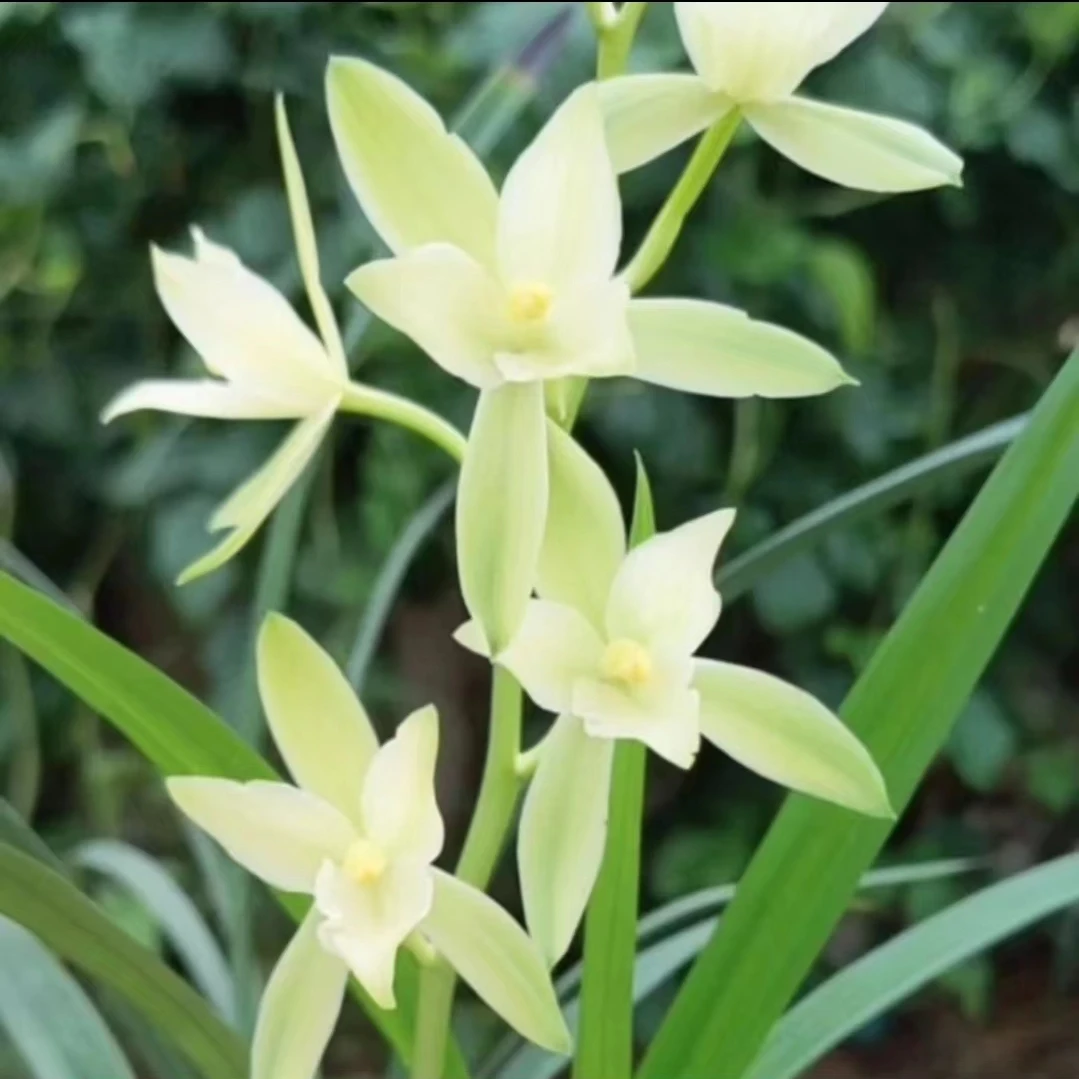七仙女高档兰花室内盆栽花卉绿植开素花