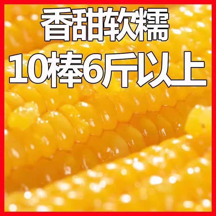 东北黄糯玉米甜糯粘玉米棒真空装包非转基新鲜10根大棒/280g-360g