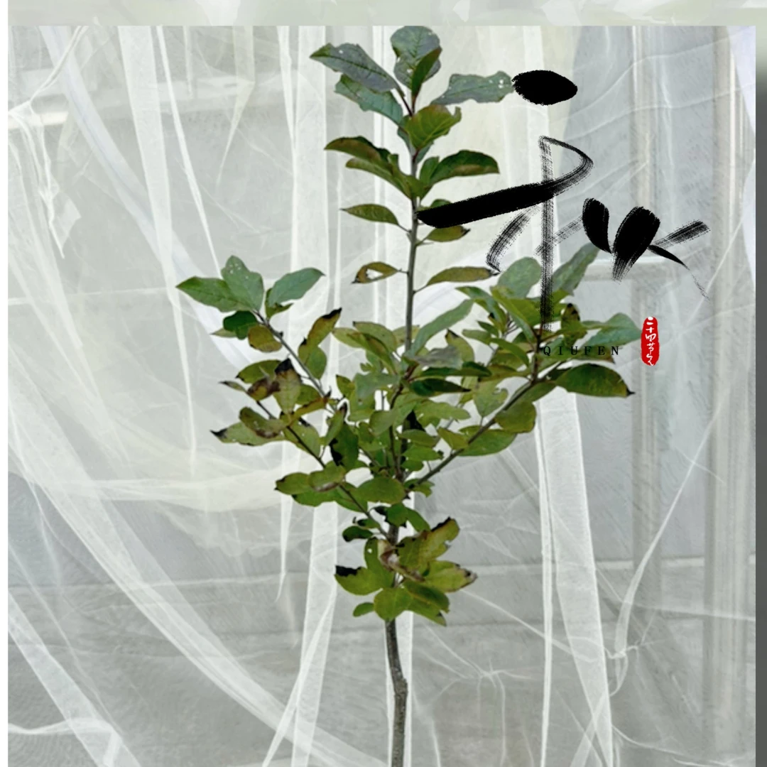 北美冬青观赏型年宵花卉盆栽地栽庭院室内外基地直发种植耐寒养护