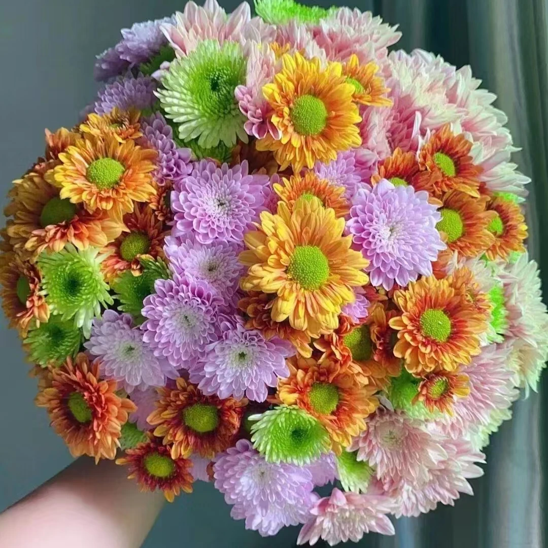 盯畔花语 小雏菊