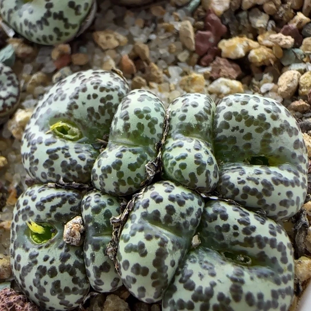 3496大白多肉植物园