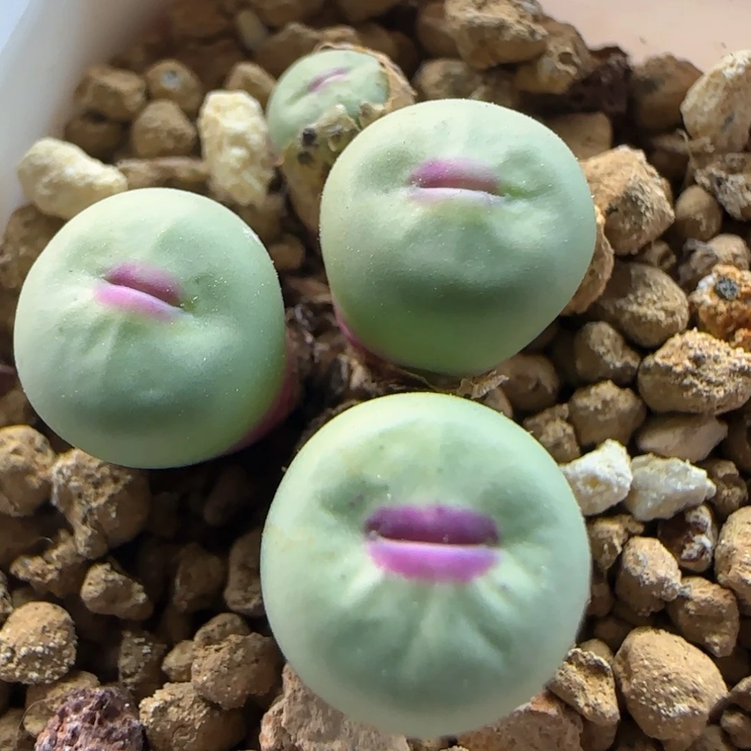 2877 大白多肉植物园