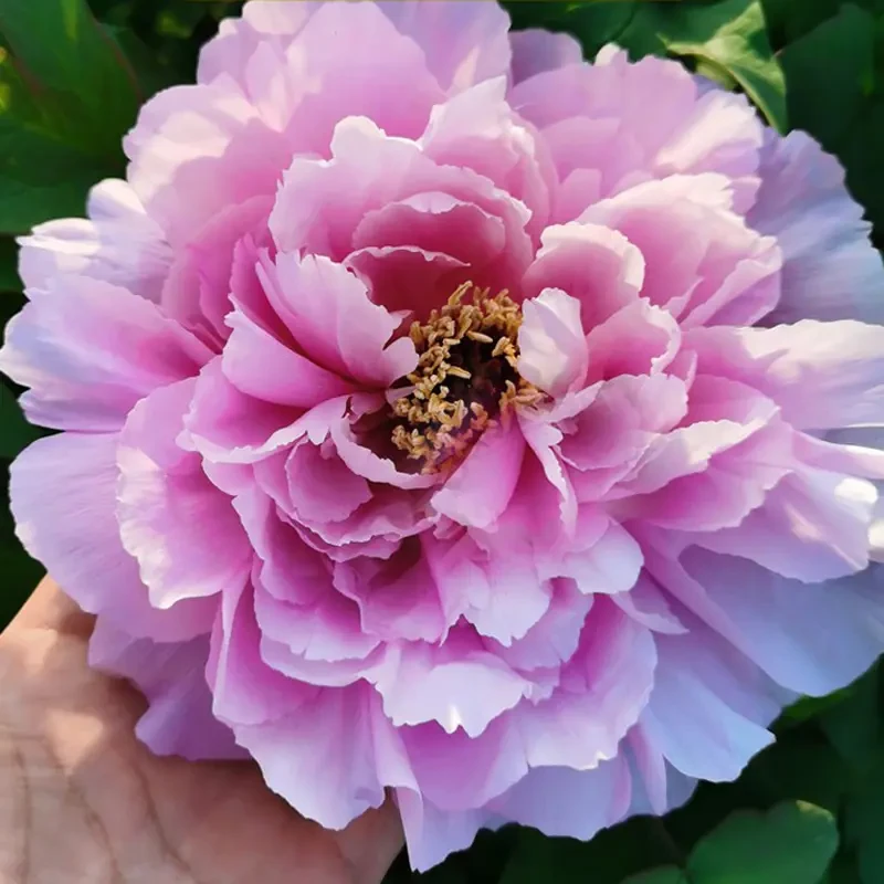 【如花似玉】盆栽重瓣牡丹庭院阳台地栽盆栽耐寒观赏木本趣味春季