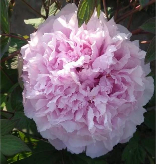 【雨后风光】盆栽重瓣牡丹庭院阳台地栽盆栽耐寒观赏木本趣味春季