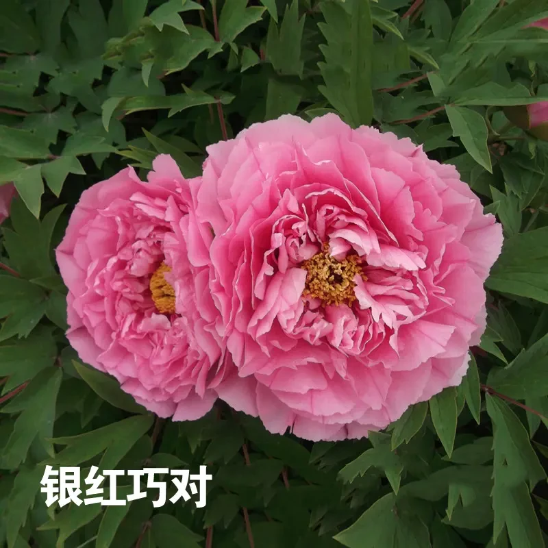 【银红巧对】盆栽重瓣牡丹春节开花庭院阳台带盆带土观赏木本牡丹