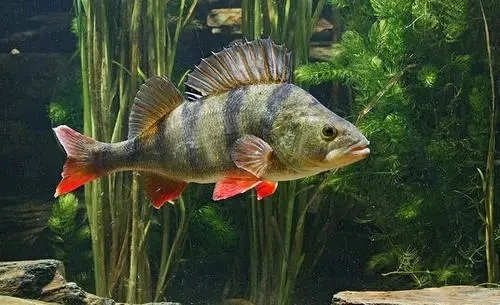 五道黑、河鲈   猛鱼.喂食小鱼、小虾，不用加温包邮包活到家