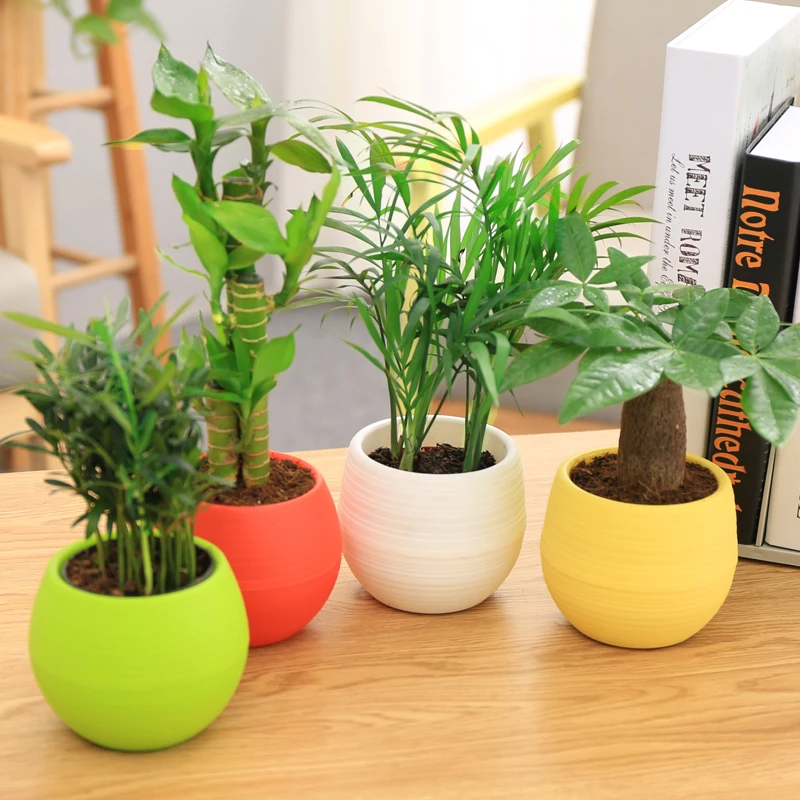 多肉小花盆简约花器塑料个性创意透气迷你懒人可爱肉肉花卉绿植盒