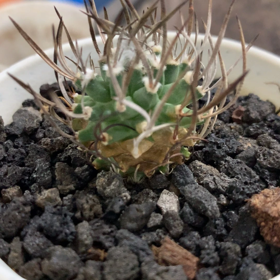 基*斯专拍一物一拍。